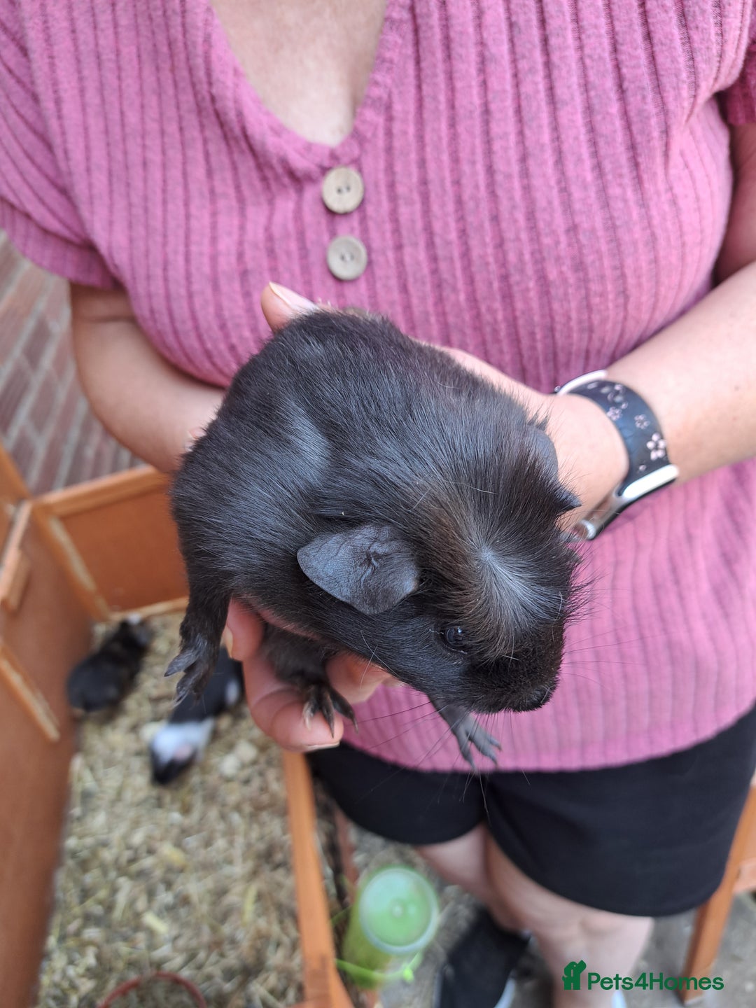 Guinea Pig rodents for sale: Guinea pig - Image 3
