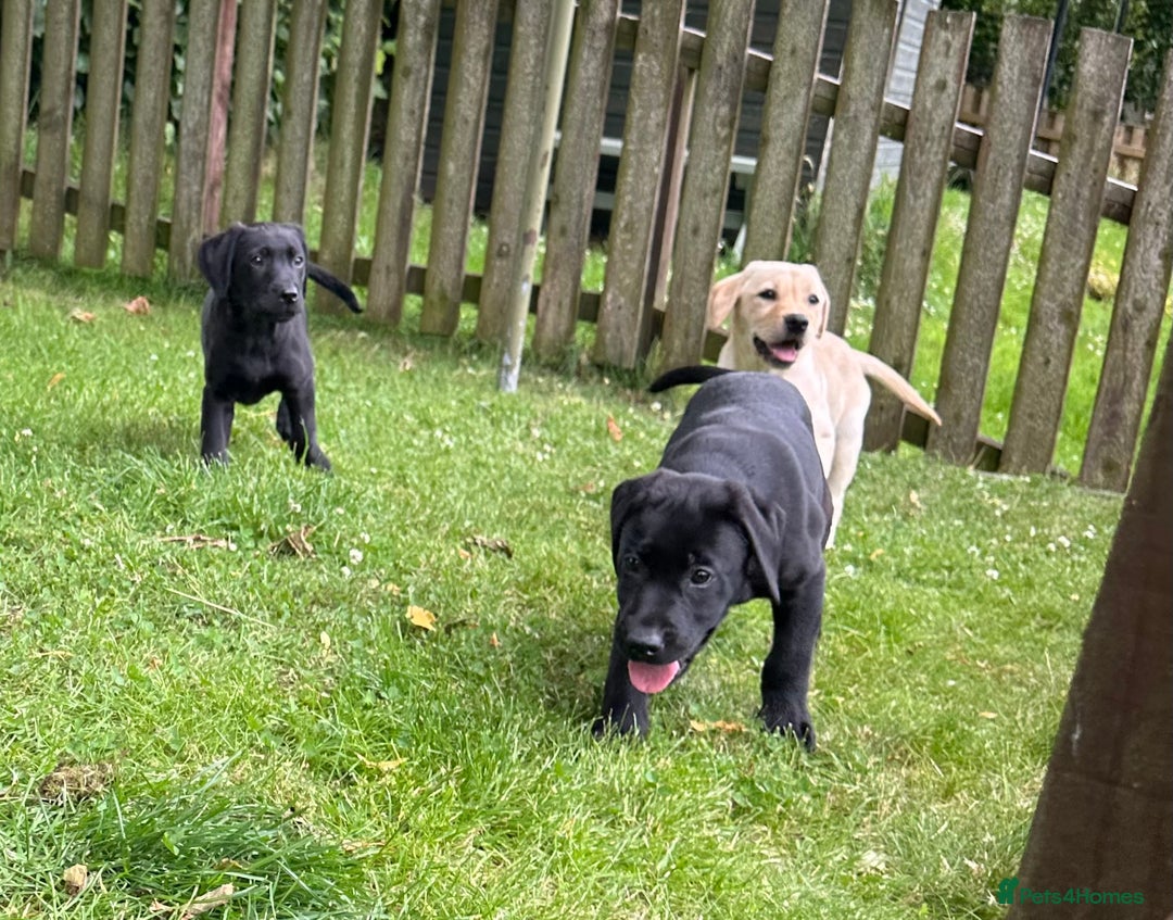 Labrador Retriever dogs for sale: Beautiful male Labrador pups - Image 3