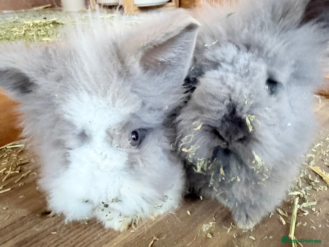 Lionhead rabbits for sale: Two male bunnies   - Advert 1