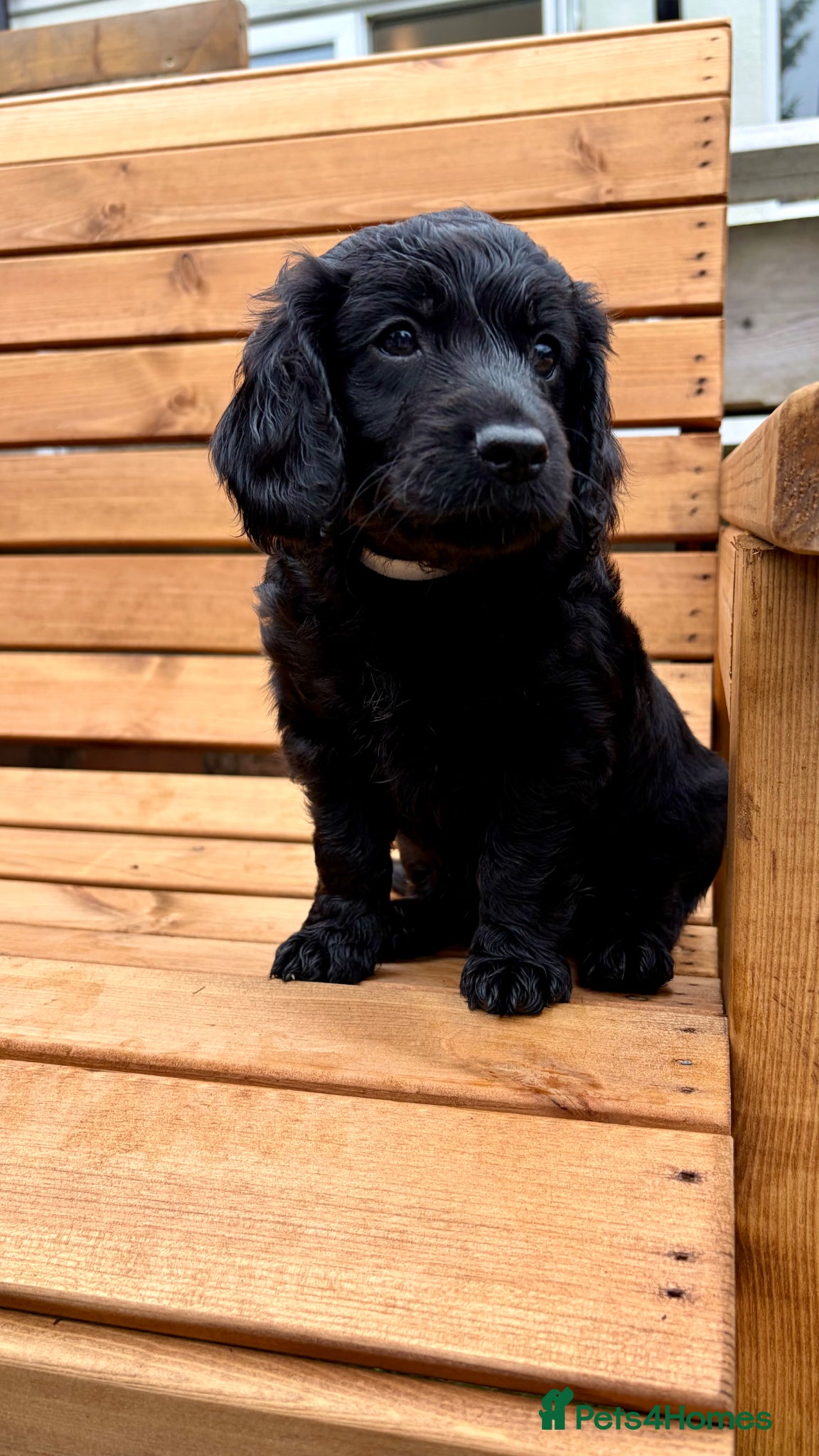 Cockapoo dogs ✨ Last beautiful Cockerpoo girl ✨ - Advert 14