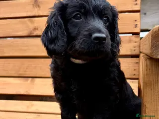 Cockapoo dogs ✨ Last beautiful Cockerpoo girl ✨ - Advert 14