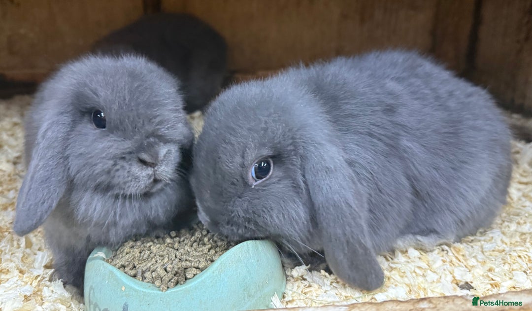 Mini Lop rabbits for sale: Stunning babies various ages vaccinated  - Advert 31