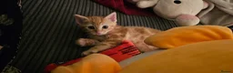 British Shorthair cats for sale: Rare Gem of a beautiful kitten - Advert 6