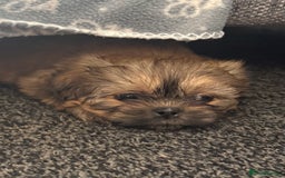 Shih Tzu dogs for sale: Shih tzu  - Image 34