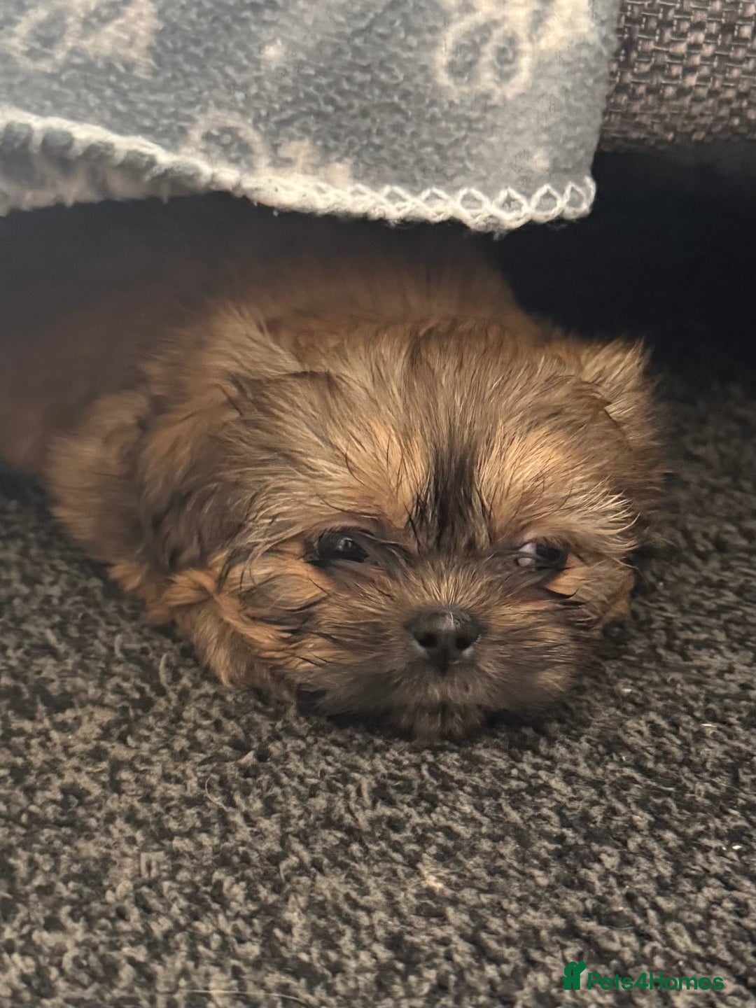 Shih Tzu dogs for sale: Shih tzu  - Image 34