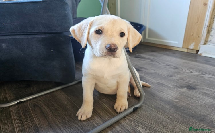 Labrador Retriever dogs KC Registered Yellow Labrador puppies READY NOW - Advert 10