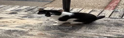 Mixed Breed cats for sale: Male black white cat  in Brigg - Advert 1