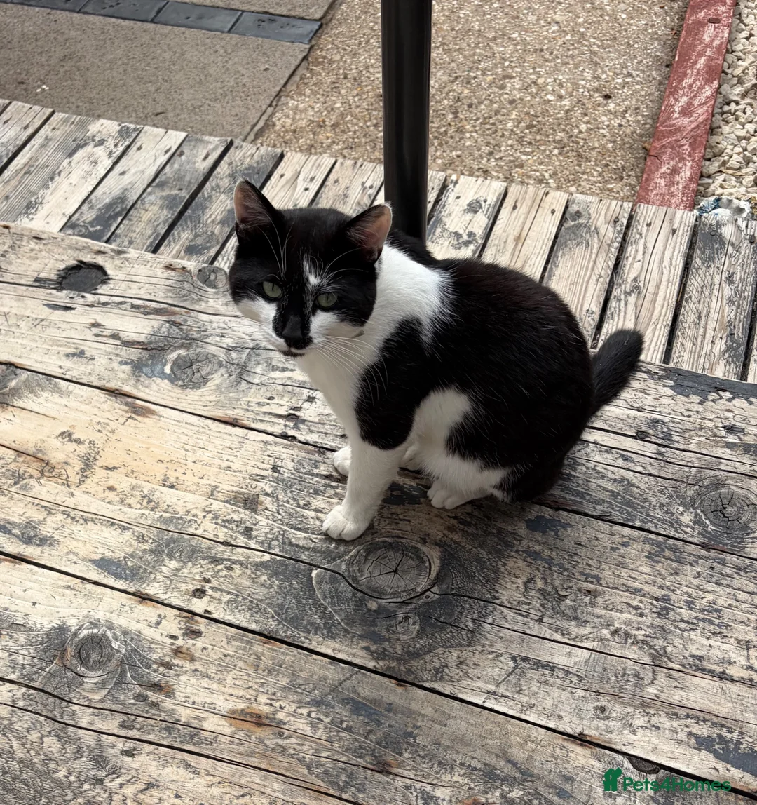 Mixed Breed cats for sale: Male black white cat  in Brigg - Advert 1