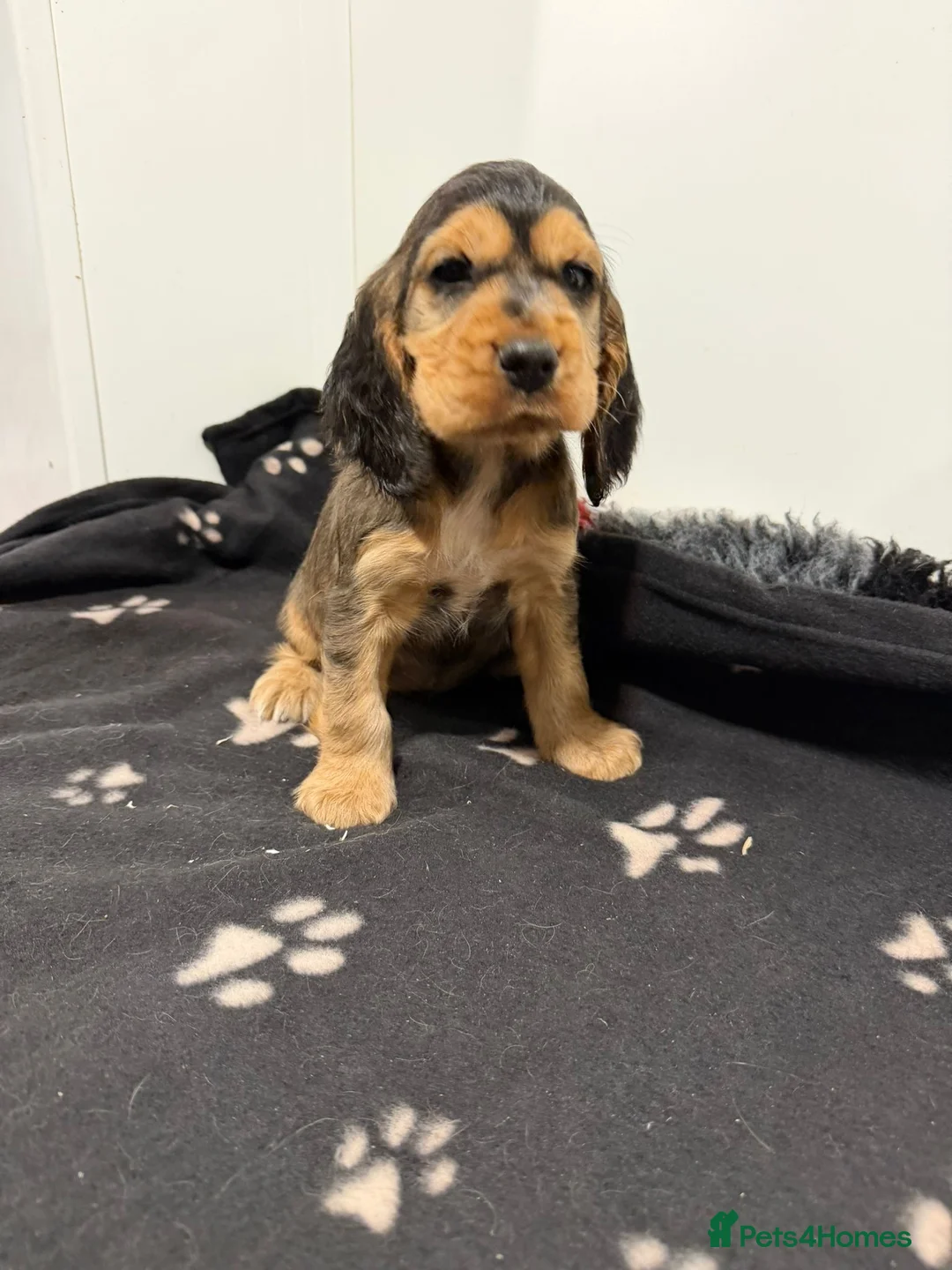 Cocker Spaniel dogs for sale: Show Type Cocker Spaniel Puppies 🐶 - Advert 9