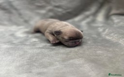 French Bulldog dogs for sale: 4 Beautiful Girl Frenchie's  - Image 9