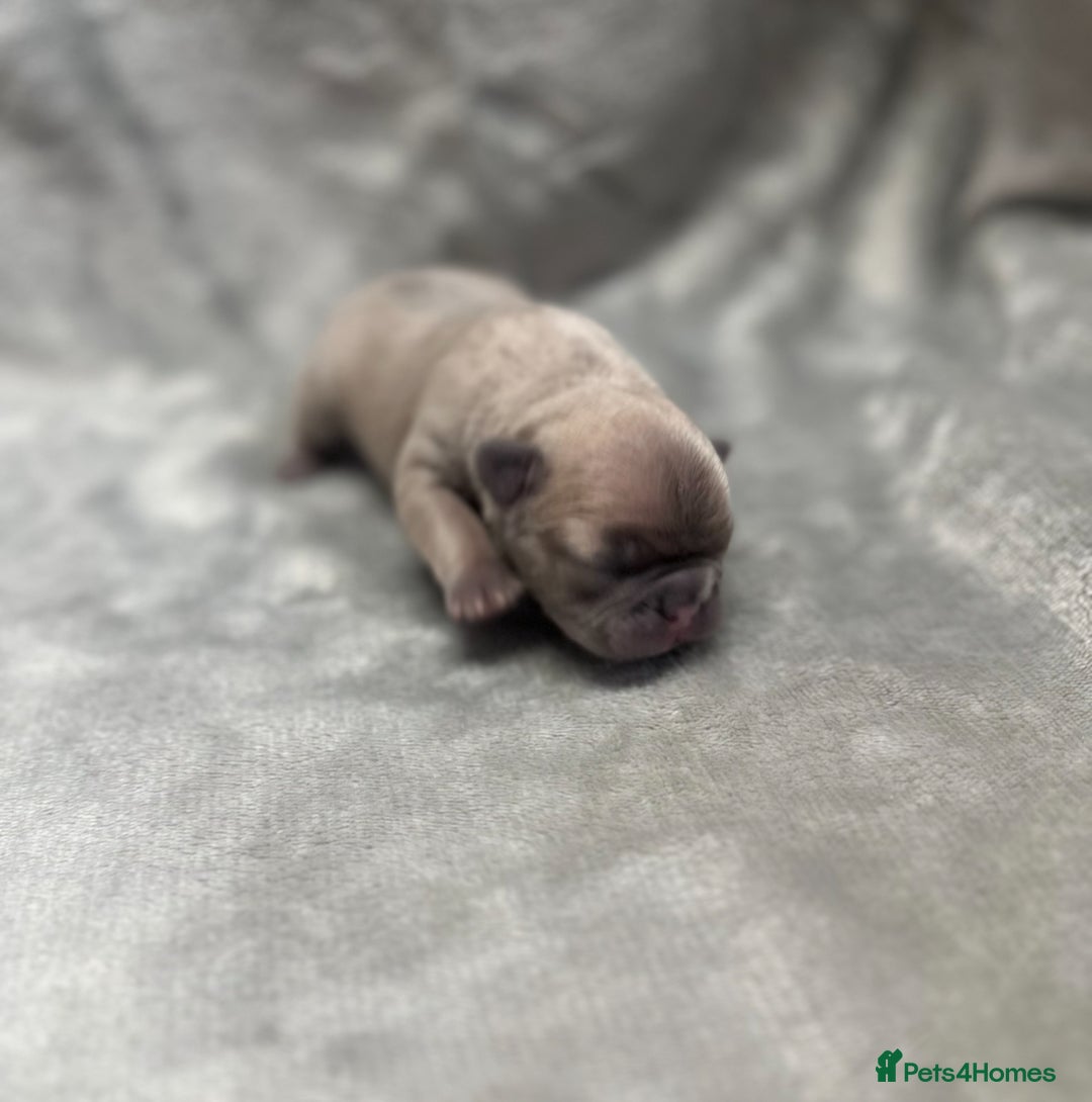 French Bulldog dogs for sale: 4 Beautiful Girl Frenchie's  - Image 9