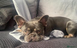 French Bulldog dogs for sale: French bulldog  - Image 3