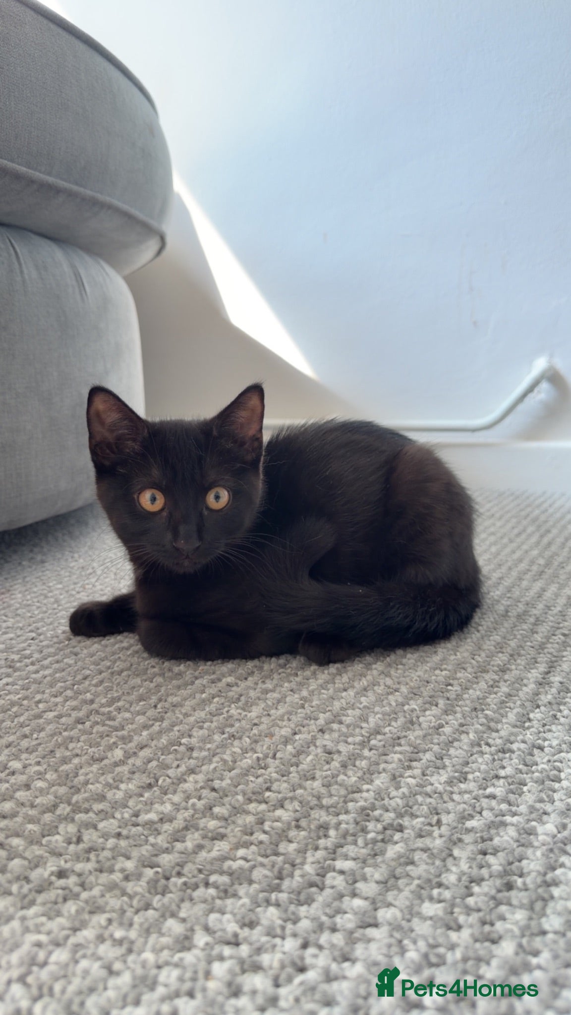 Mixed Breed cats Ragdoll x tabby  - Advert 14