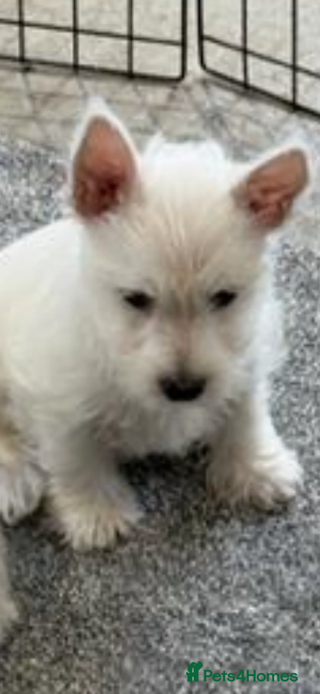 West Highland Terrier dogs for sale: KC REGISTERED WEST HIGHLAND TERRIERS - Advert 7