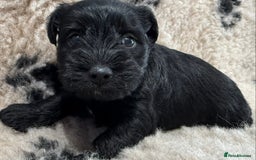 Miniature Schnauzer dogs for sale: Miniature schnauzers pups - Image 9