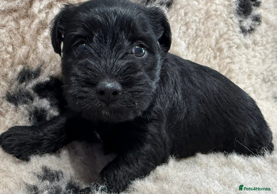 Miniature Schnauzer dogs for sale: Miniature schnauzers pups - Image 9