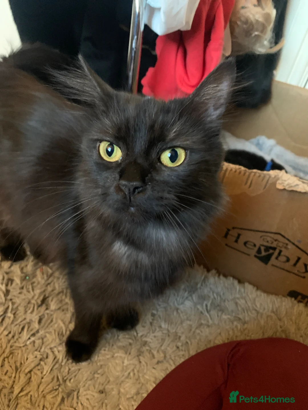 Maine Coon cats for sale: 3 Gorgeous Maine coon kittens for sale.  - Advert 1