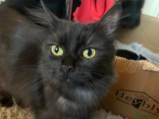 Maine Coon cats 3 Gorgeous Maine coon kittens for sale. - Advert 6