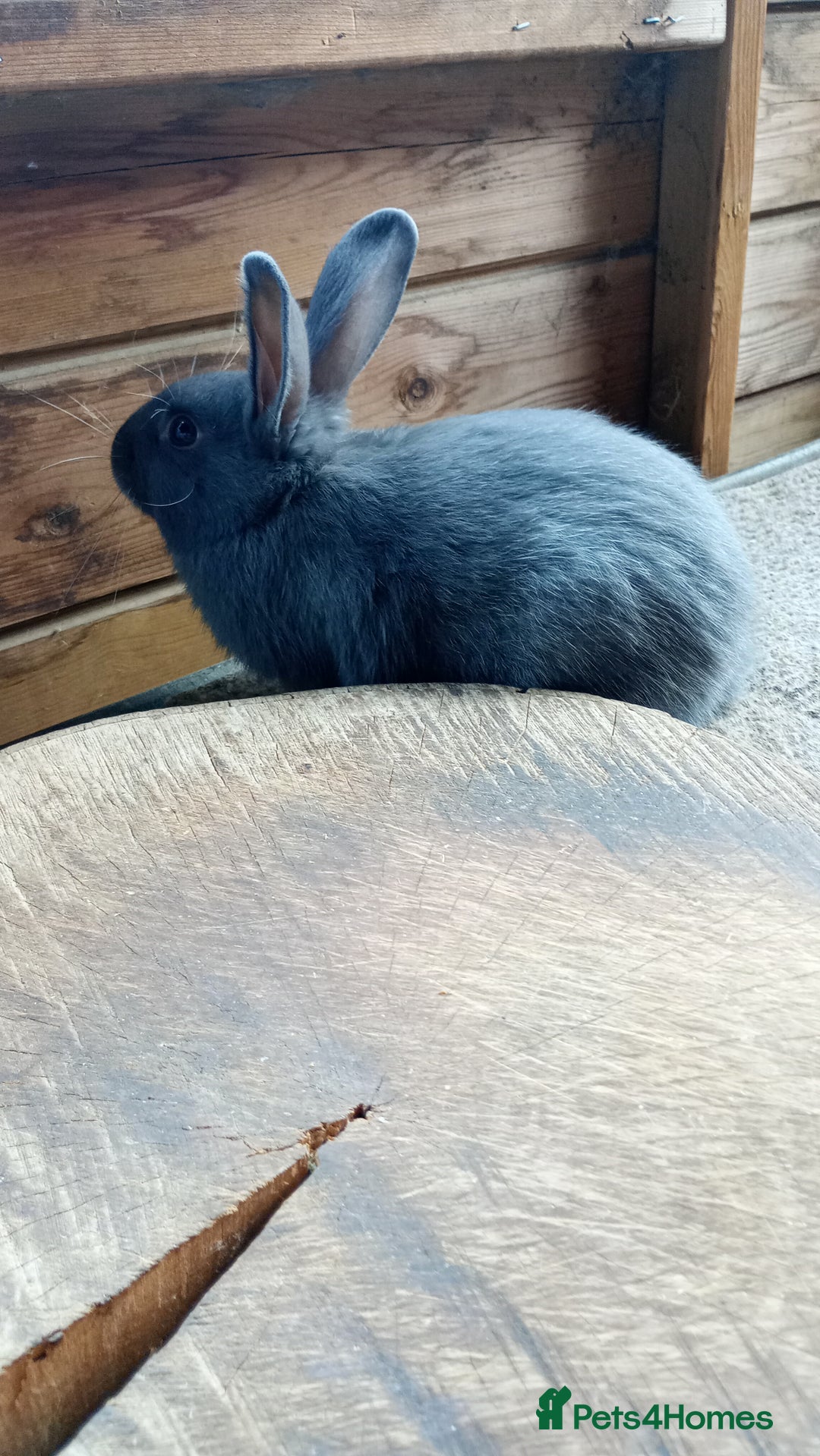 Netherland Dwarf rabbits for sale: Netherland Dwarf  - Image 3