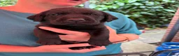 Labrador Retriever dogs for sale: Beautiful lab pups for sale. From superb parents  - Advert 2