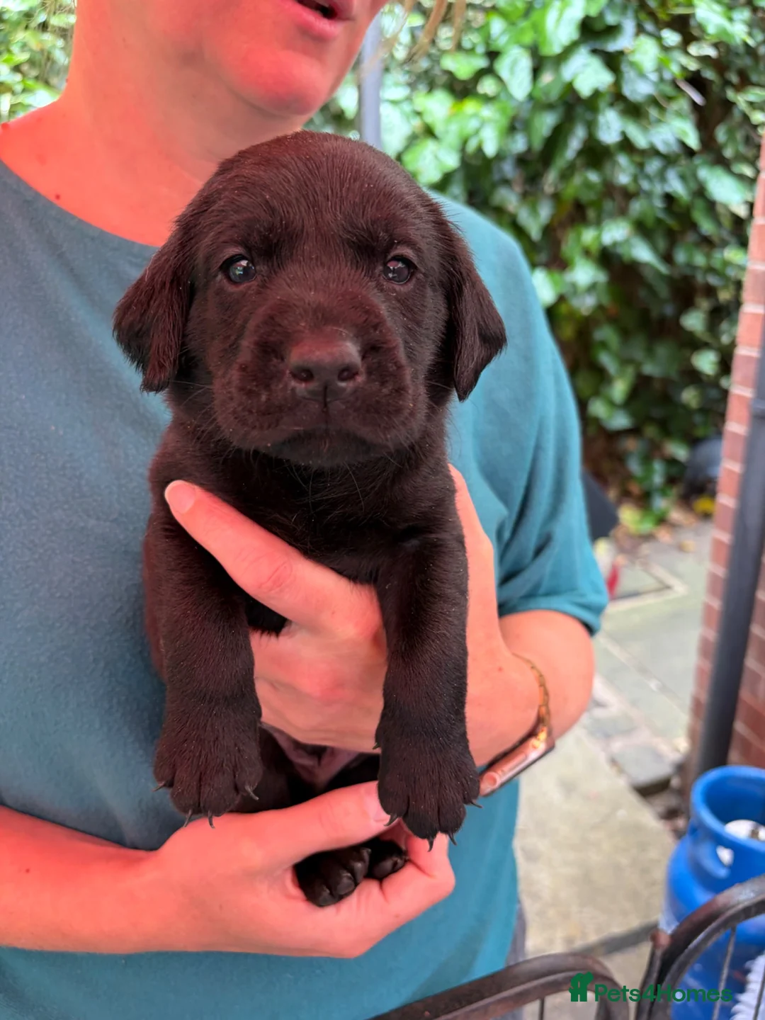 Labrador Retriever dogs for sale: Beautiful lab pups for sale. From superb parents  - Advert 2