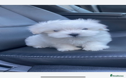 Maltese dogs for sale: Maltese - Image 8