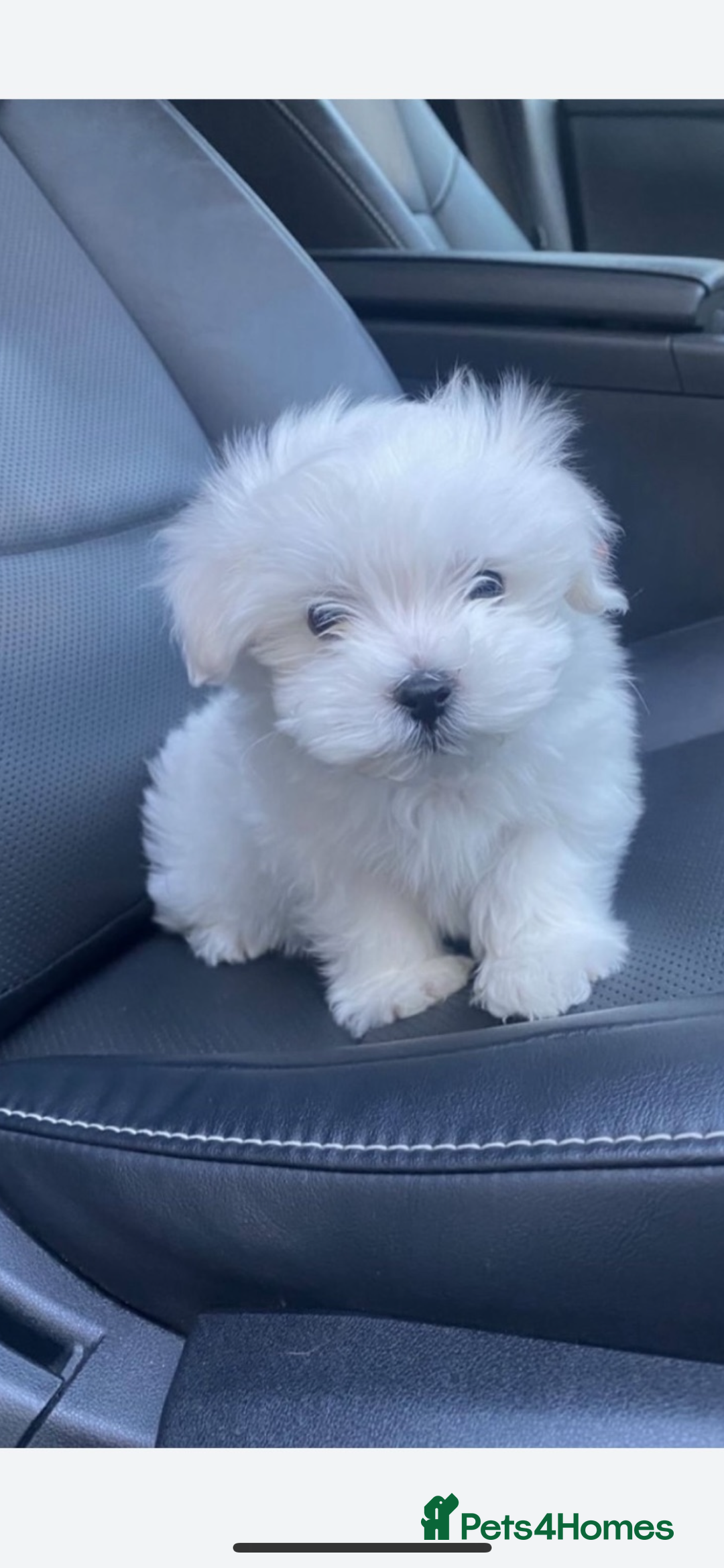 Maltese dogs for sale: Maltese - Image 8