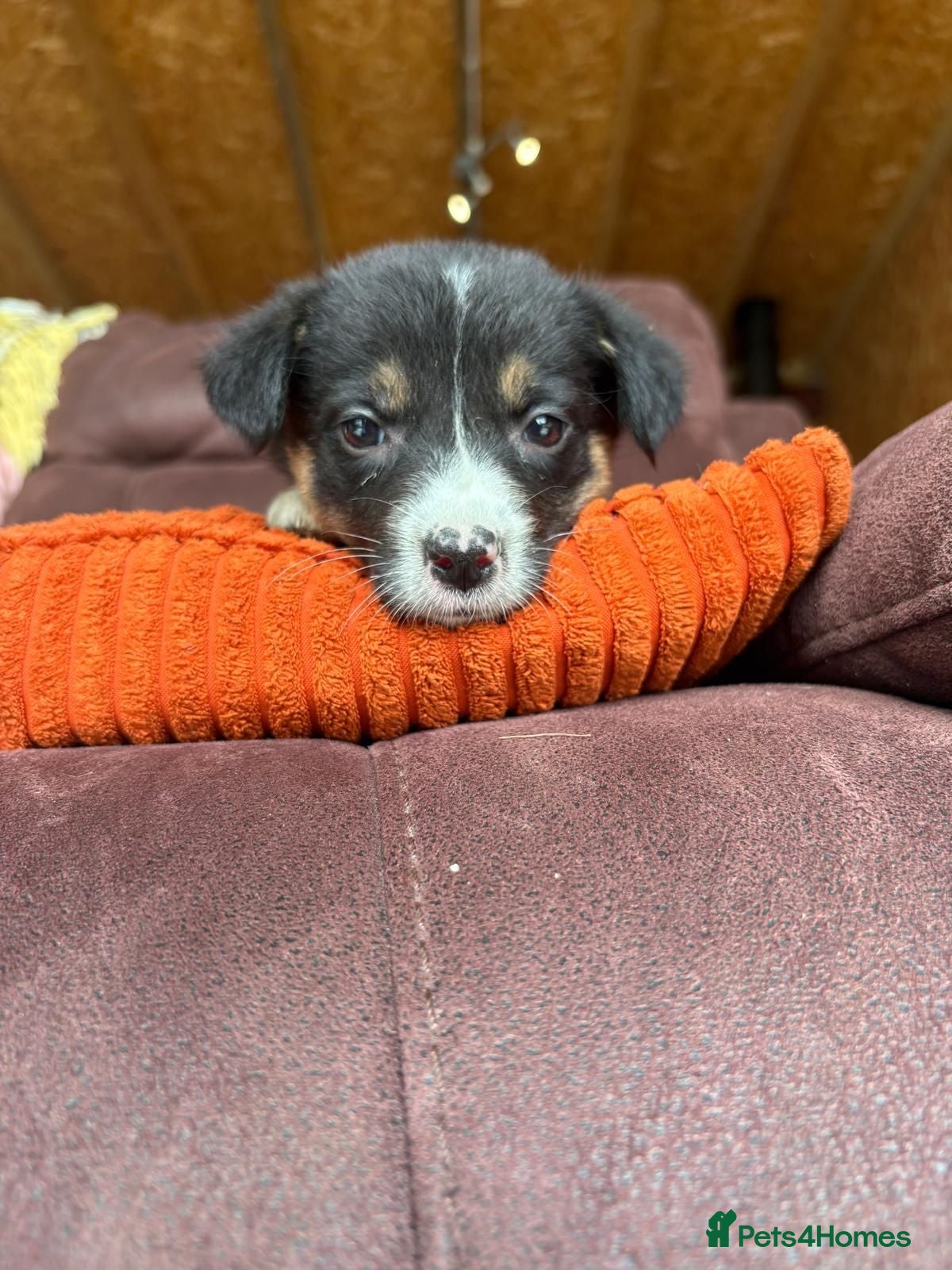 Mixed Breed dogs Kelpie cross puppies - Advert 2