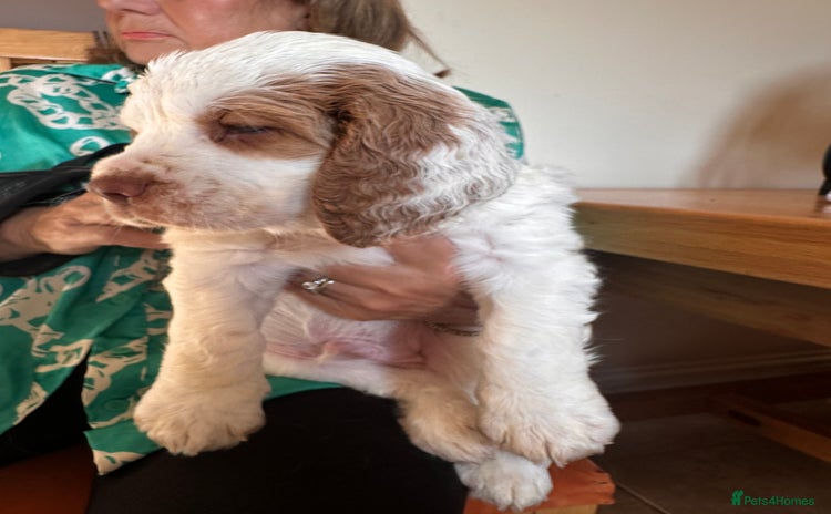 Clumber Spaniel dogs - Advert 1