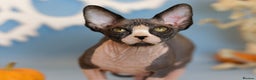 Sphynx cats for sale: Bloodline Sphynx Kittens  - Advert 19