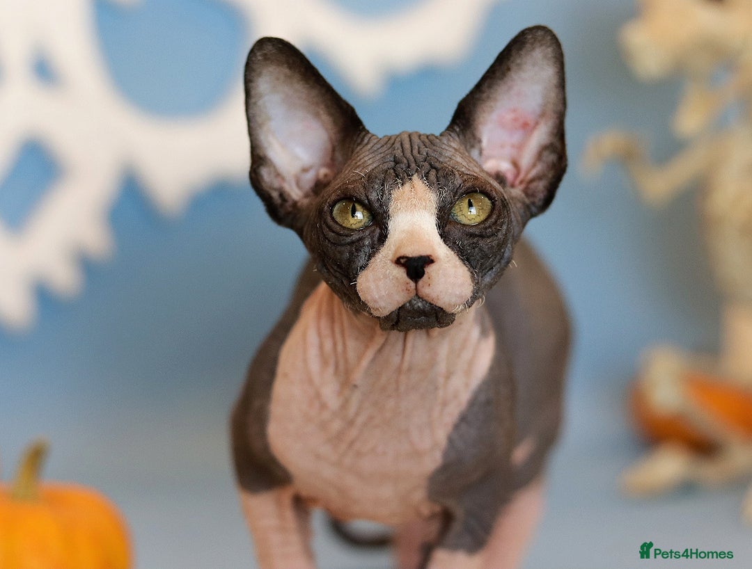 Sphynx cats for sale: Bloodline Sphynx Kittens  - Advert 19