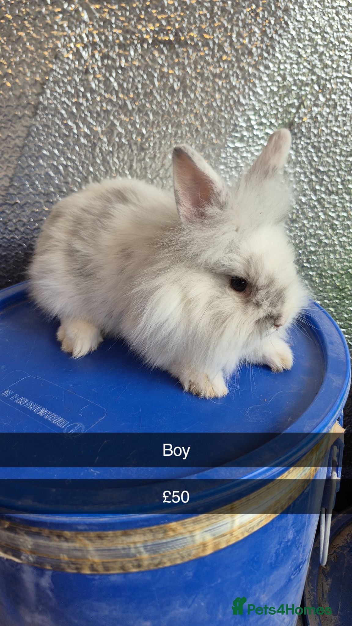 Lionhead rabbits Lionhead Baby Rabbits 8 weeks (Friendly) - Advert 7