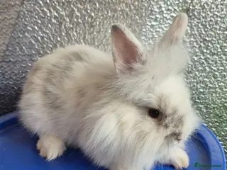 Lionhead rabbits Lionhead Baby Rabbits 8 weeks (Friendly) - Advert 7