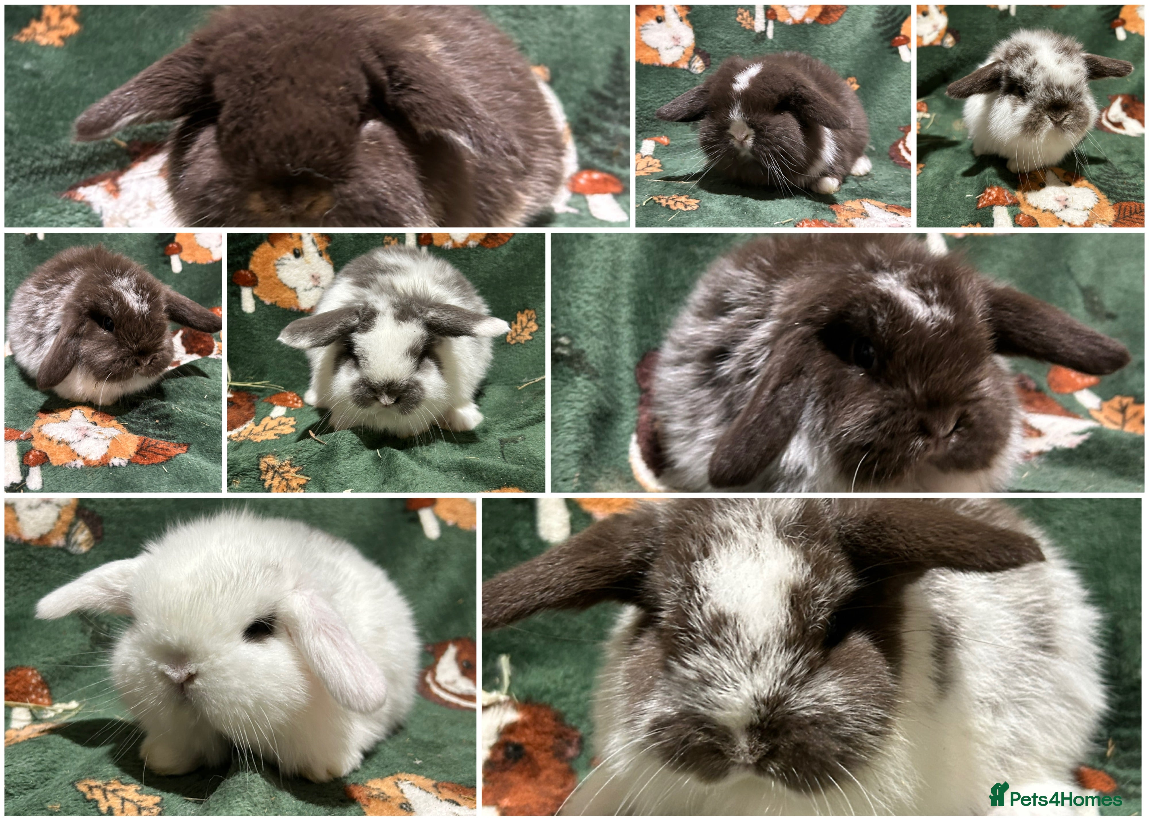 Mini Lop rabbits Beautiful Baby Mini Lops  - Advert 2