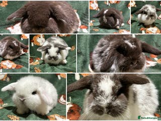 Mini Lop rabbits Beautiful Baby Mini Lops - Advert 2