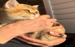 British Shorthair cats for sale: Early BLACK FRIDAY deal available  - Image 14