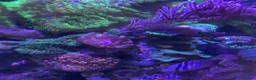 Goldfish fish for sale: reef marine fish tank  - Advert 26