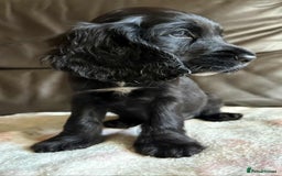 Cocker Spaniel dogs for sale: Show type Cocker Spaniel Puppies - Image 12