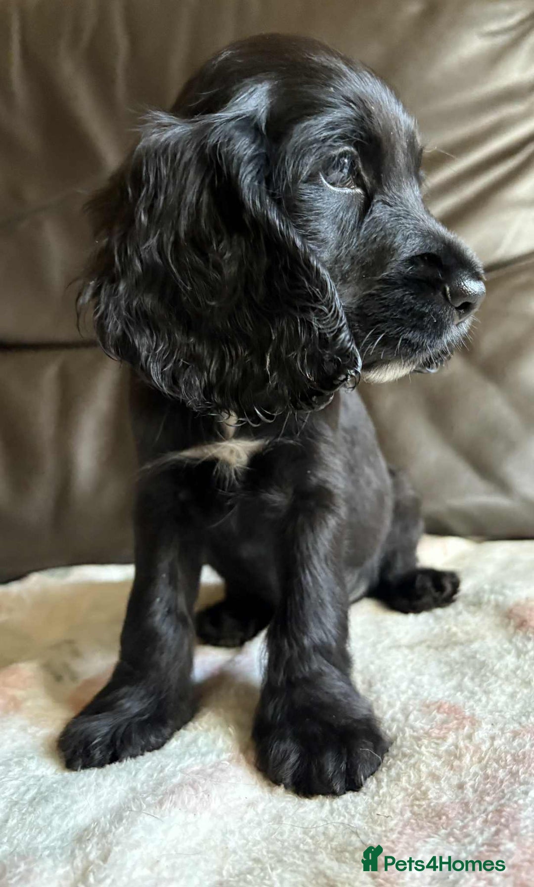 Cocker Spaniel dogs for sale: Show type Cocker Spaniel Puppies - Image 12