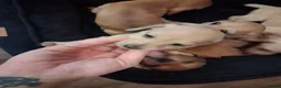 Dachshund dogs for sale: Dachshund puppies - Advert 10