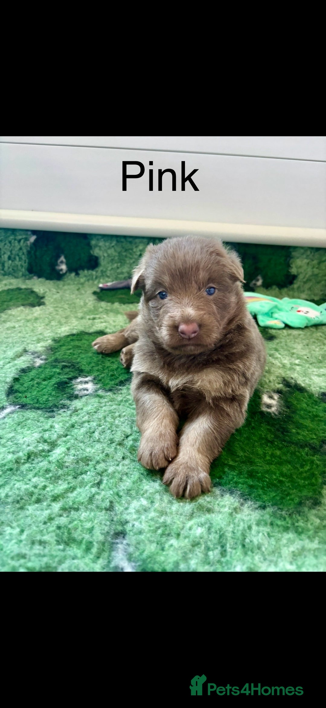 German Shepherd dogs for sale: Kc registered DNA Health tested gsd puppies - Image 17