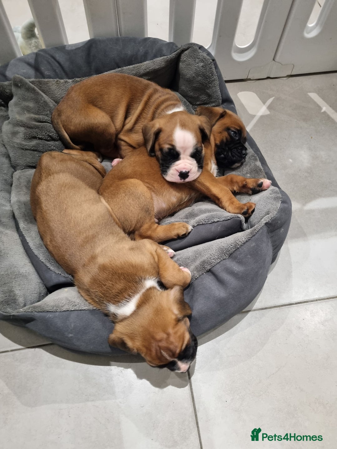 Boxer dogs for sale: Bootyful Boxer Babies - Advert 2