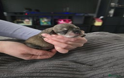 Miniature Schnauzer dogs for sale: Beautiful Miniature Schnauzers  - Image 2