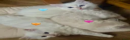 Ragdoll cats for sale: Adorable Purebred Ragdoll Kitties 🤍 - Advert 4