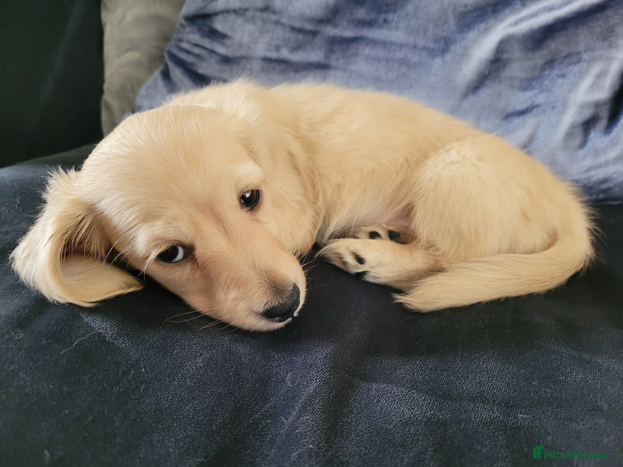 Miniature Dachshund dogs Beautiful KC English cream female mini dachshund  - Advert 3