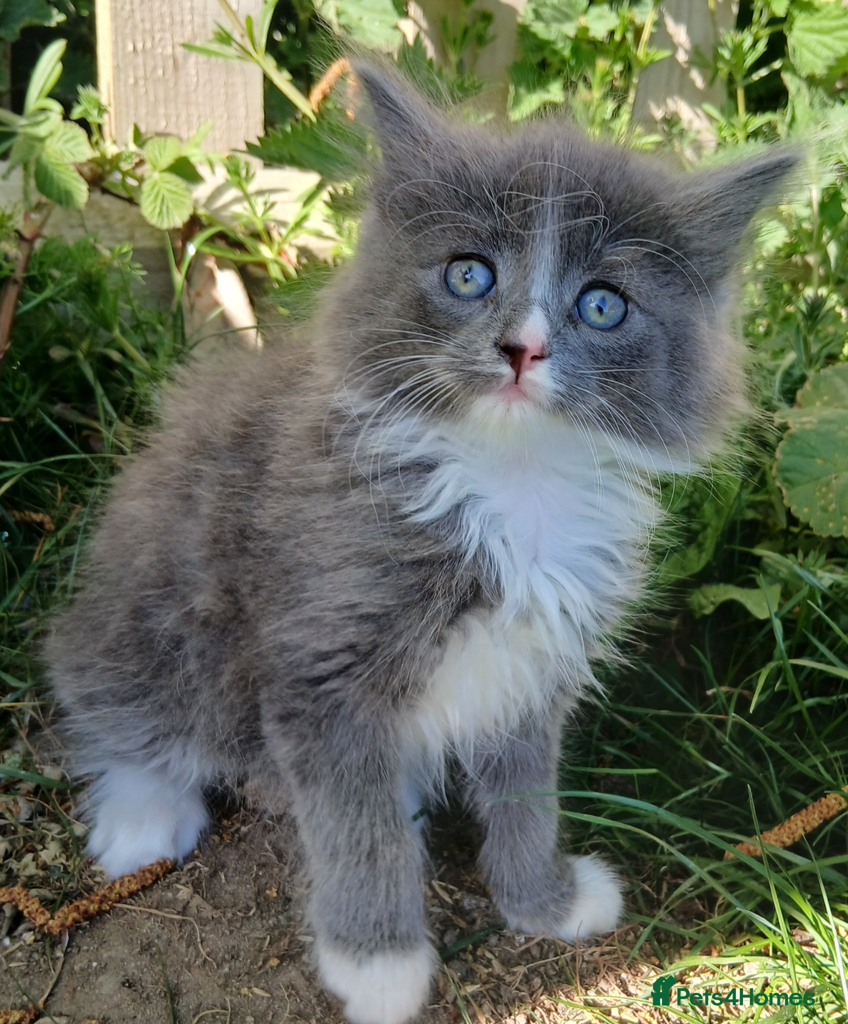 British Longhair cats READY NOW!!!! Stunning BLH kittens - Advert 1