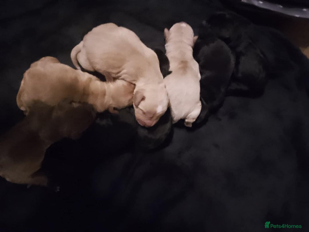 Mixed Breed dogs for sale: SHAR PEI CROSS LABDOODLE  CROSS SPROCKER PUPS - Image 2