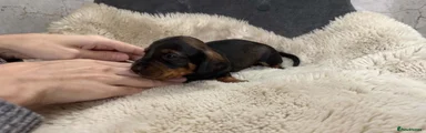 Dachshund 4