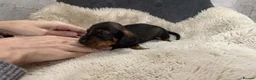 Dachshund dogs for sale: Dachshund puppies for sale  - Advert 21