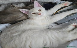 Maine Coon cats for sale: MAINE COON TICA REGISTERED KITTENS READY NOW  - Image 11